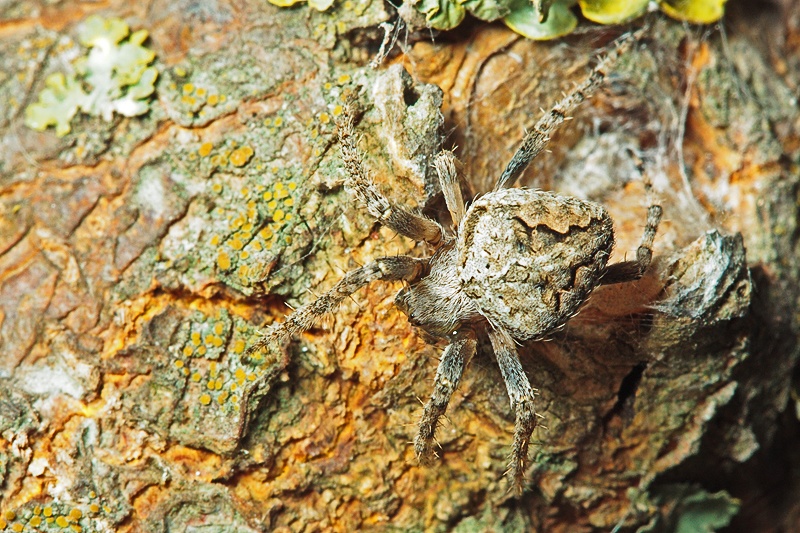 Neoscona subfusca - Malta